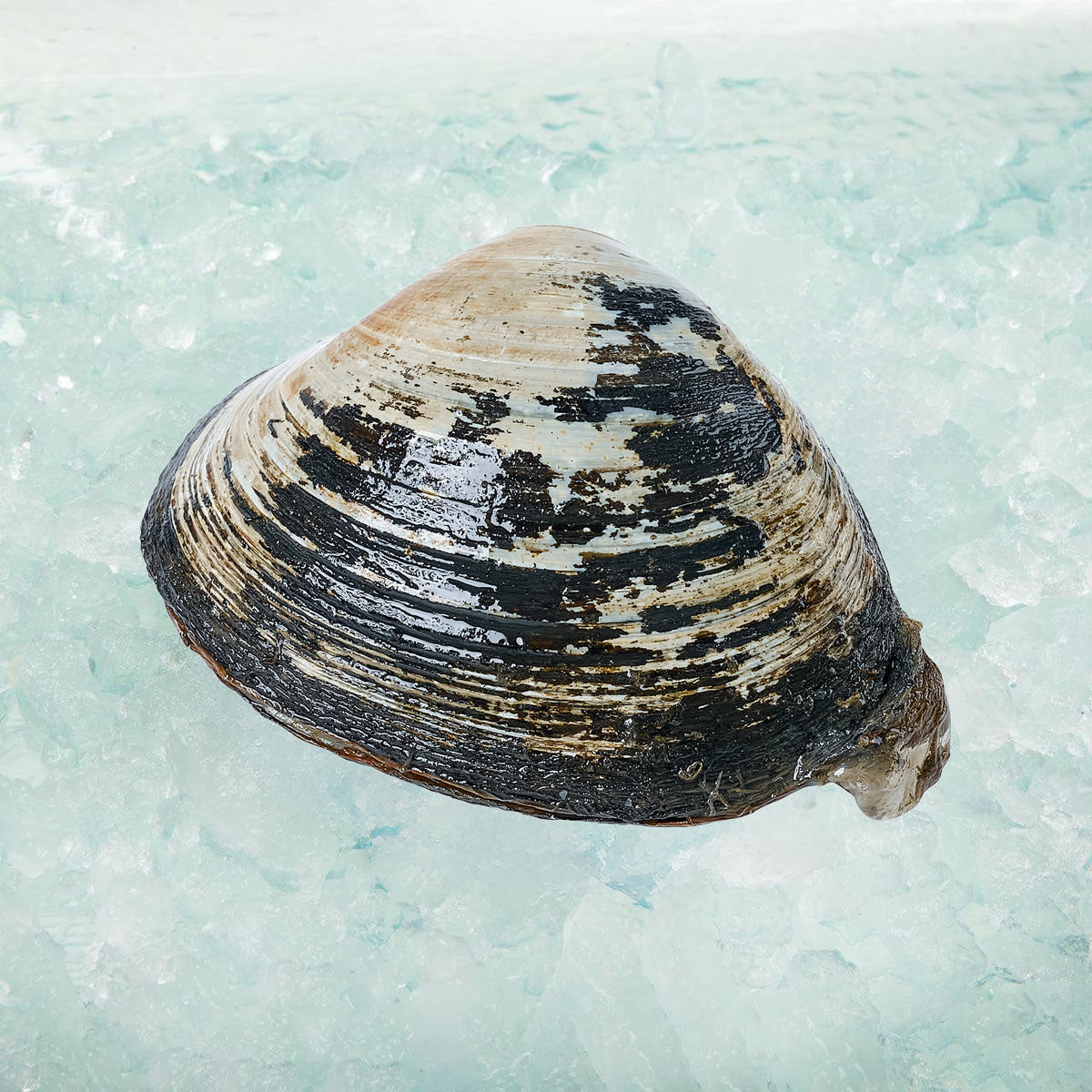 Japan Live Hard Clam Hamaguri (300g)