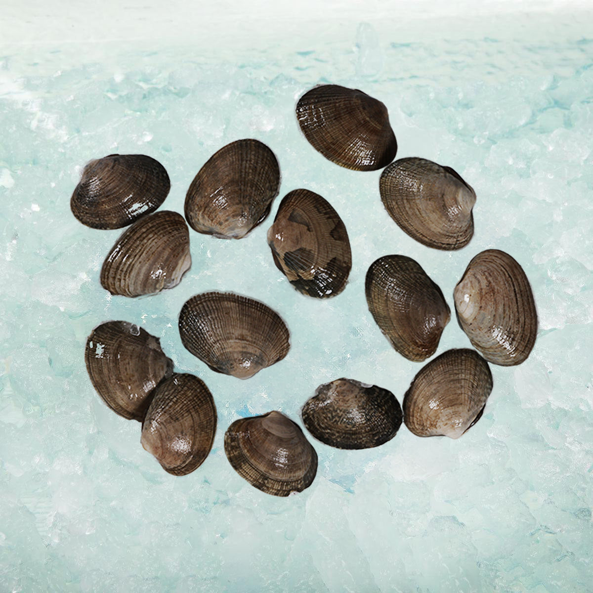 USA Live Manila Clam (300g)