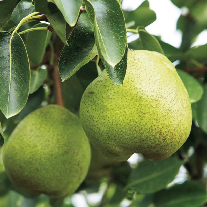 日本山形縣 Super Laf 西洋梨禮盒 (1 box)