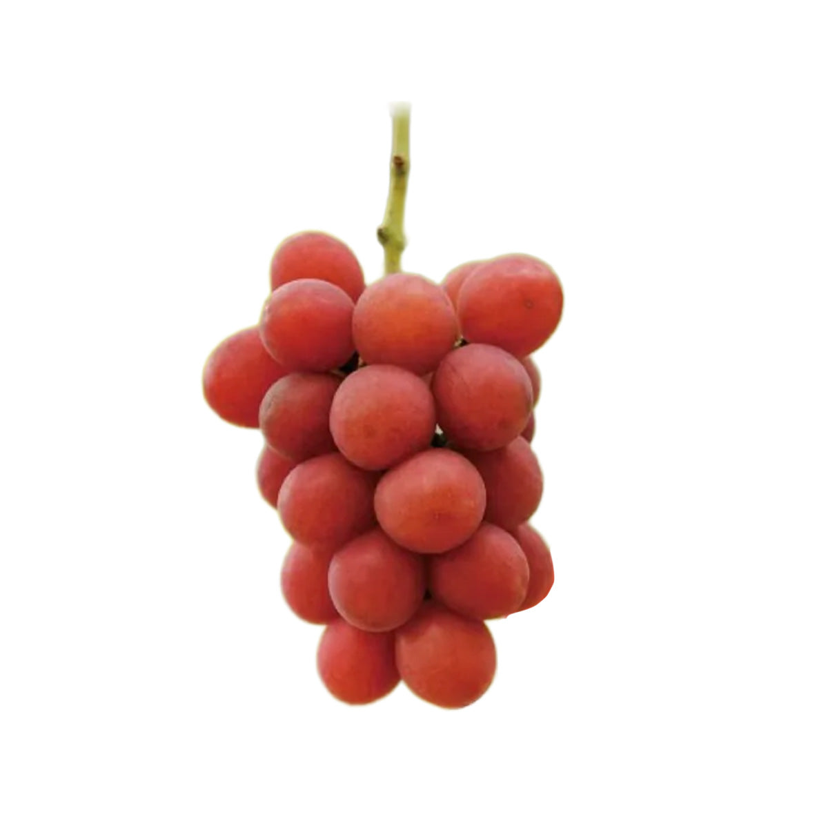 日本山梨縣中村屋聖母寶石紅香印提子 (600g)
