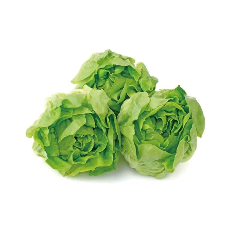 Local Fresh Butterhead Lettuce (1pack)