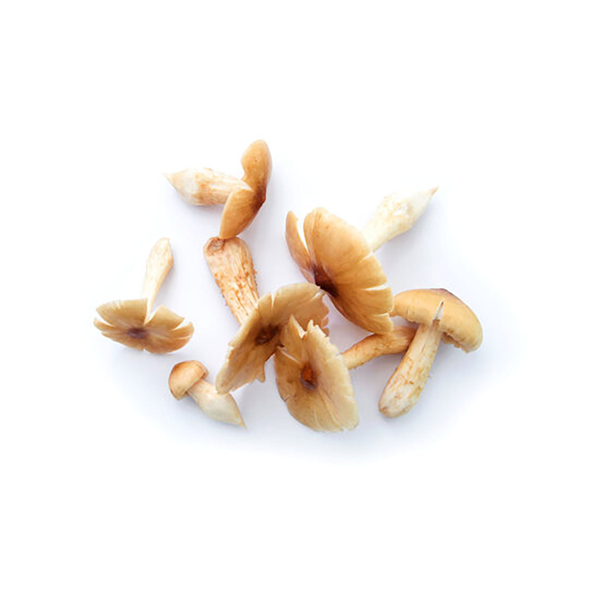 Chinese Fresh Termite Mushroom (200g)