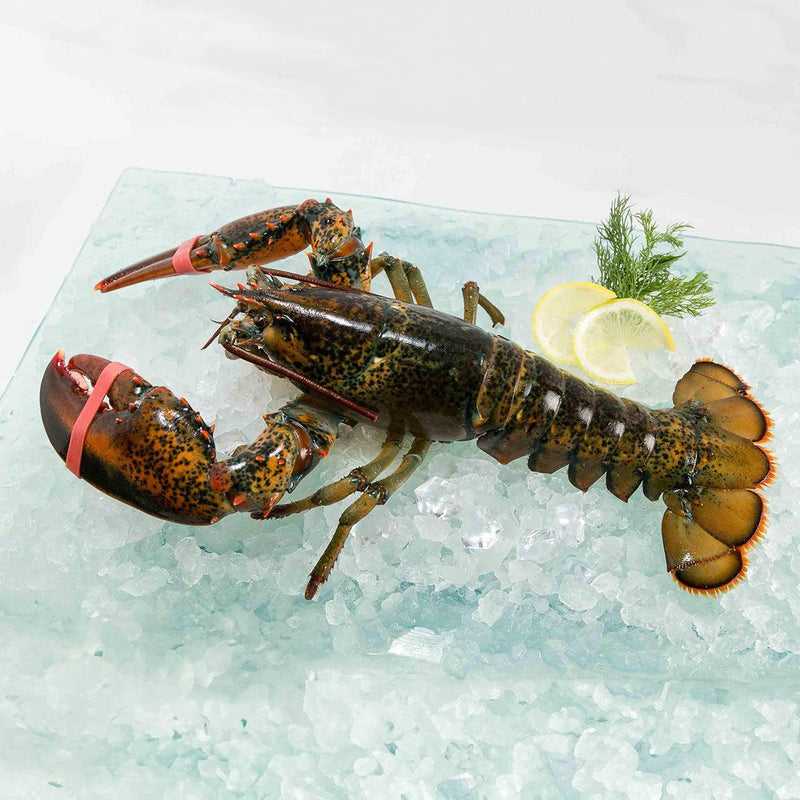 Canadian Live Lobster (L)  (1pc)