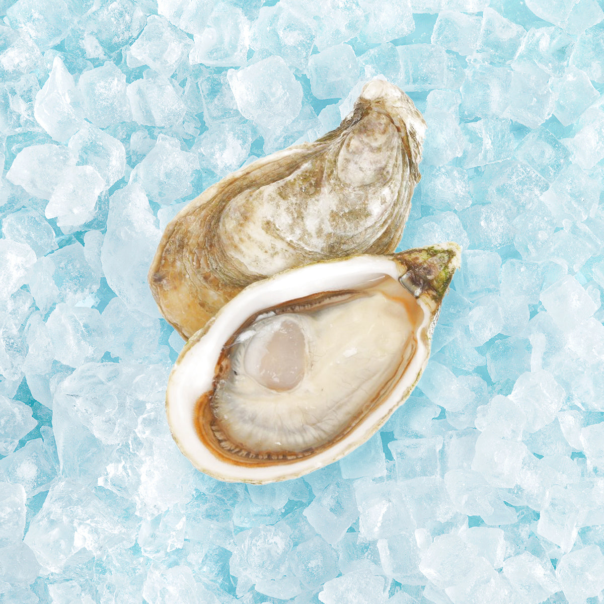 GEAY French Geay Fine de Claire Oyster Nr.2 (1pack)