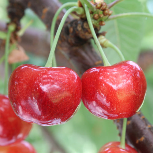 Japan Yamagata Beniou Cherry Gift Box (350g)