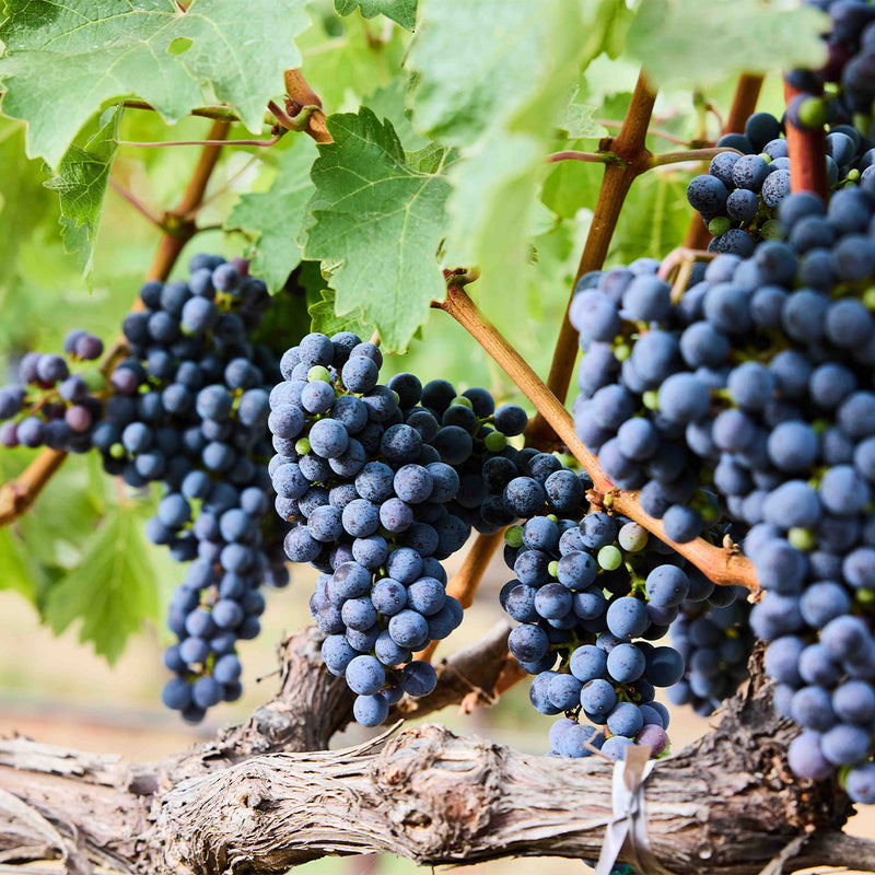 FAUST The Pact Cabernet Sauvignon 20 (750mL)