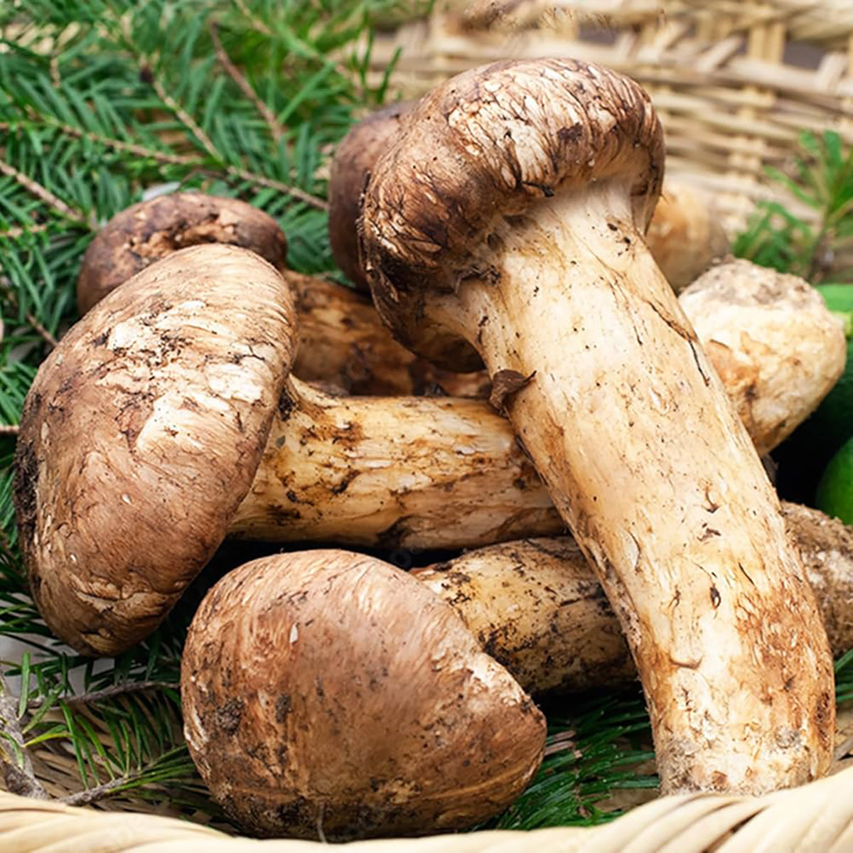 Chinese Fresh Matsutake Mushroom (200g)
