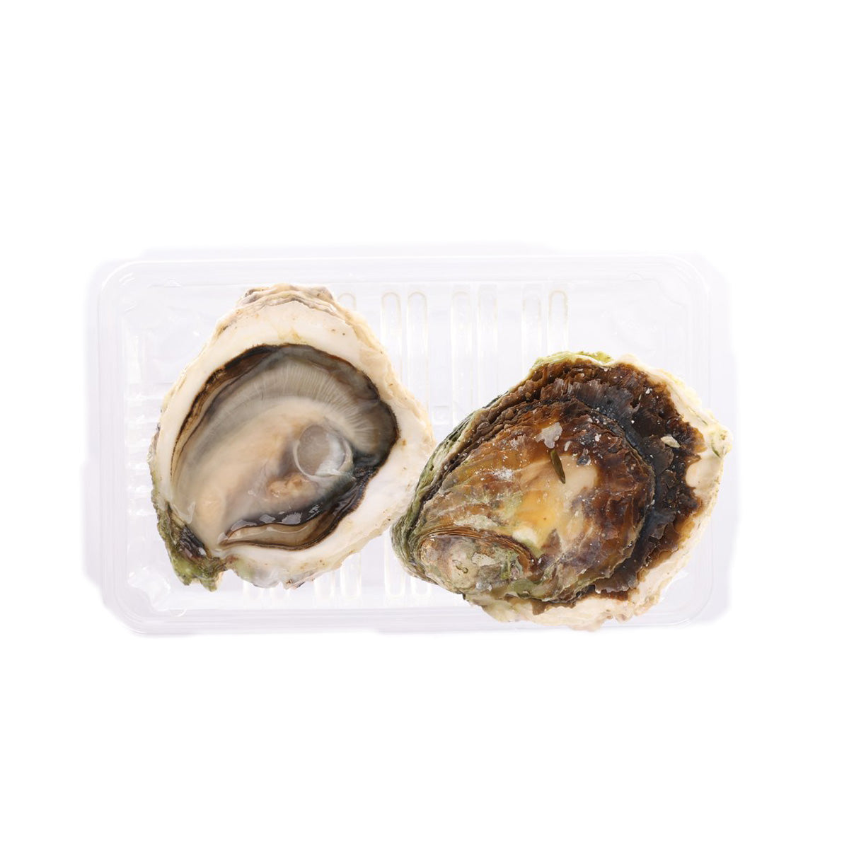 Japan Nagasaki Goto Island Rock Oyster - S (1pc)