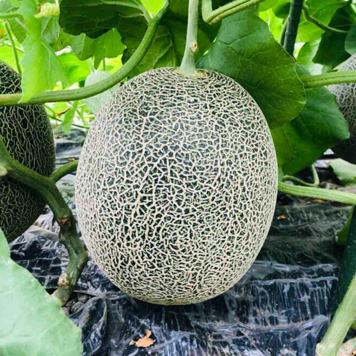 Japan Matsumoto Farm Higo Green Melon (1pc)