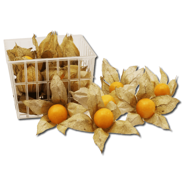 Colombian Physalis (1pack)