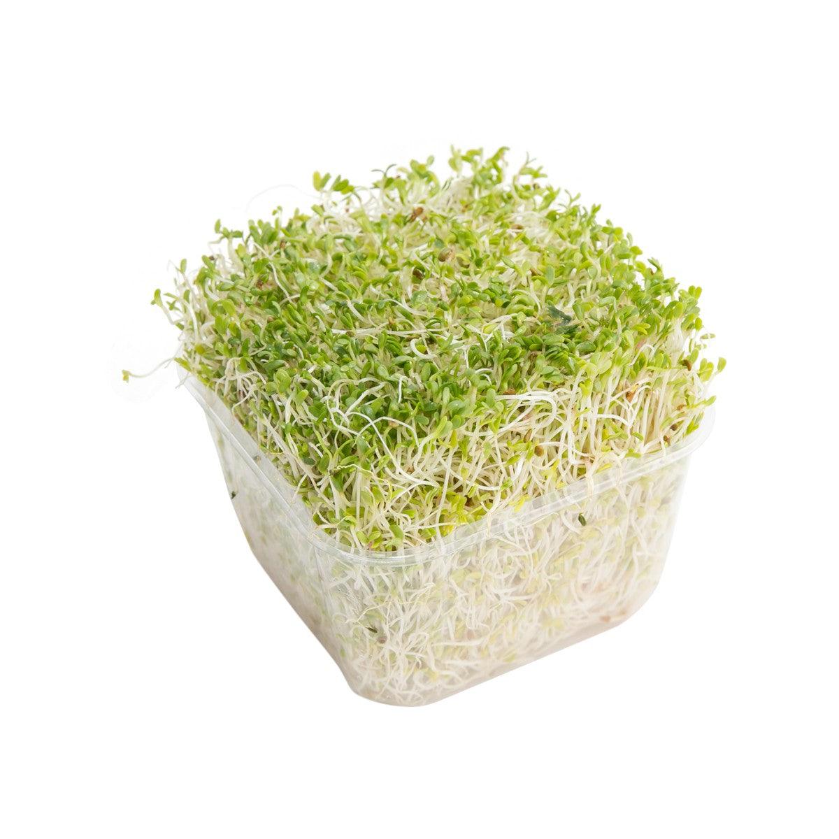 Australia Alfalfa Sprouts (1pack)