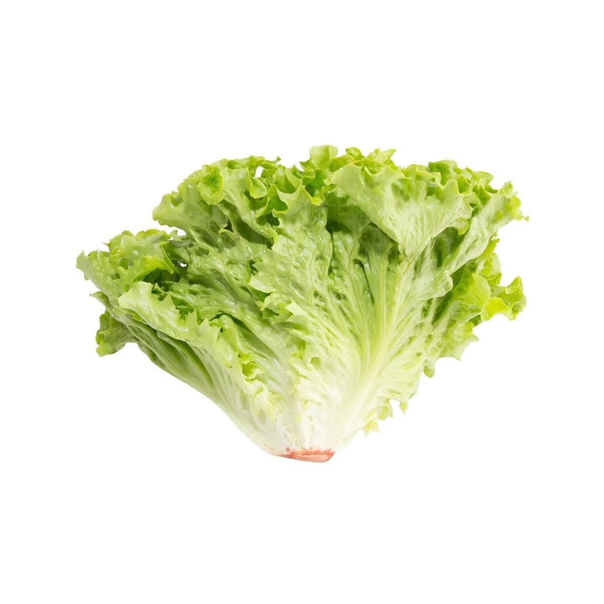 French Green Batavia Lettuce (600g)
