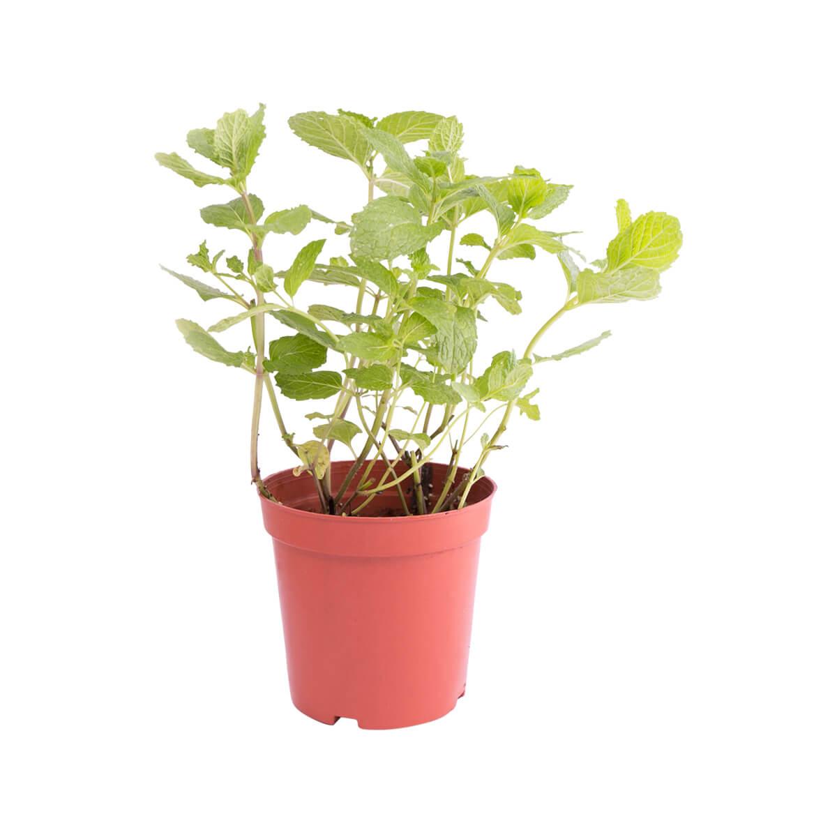 Local Organic Mint Pot (1pack)