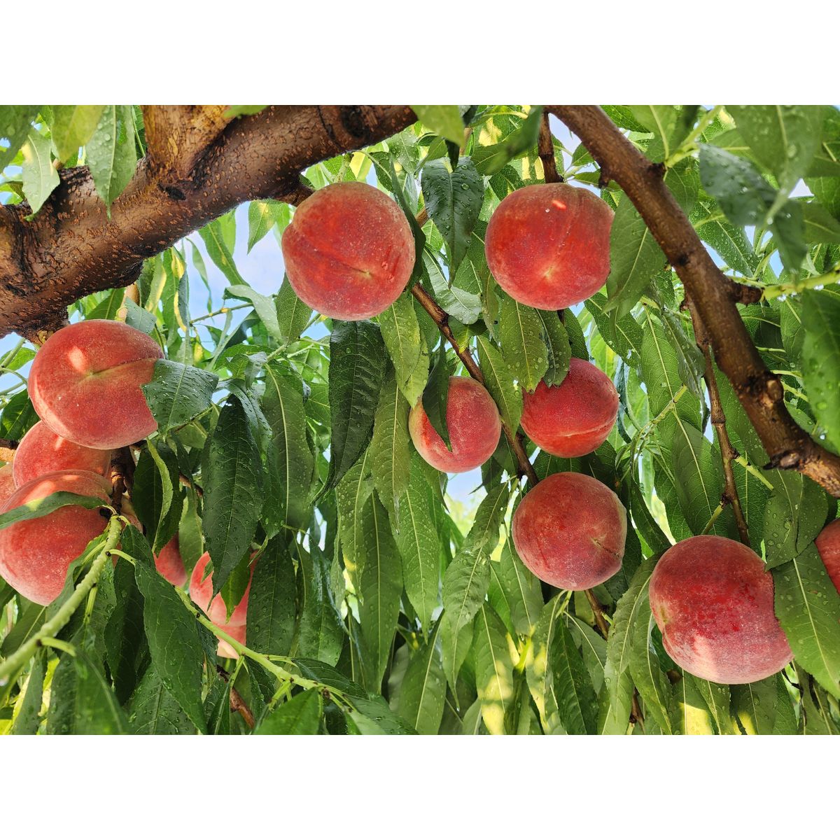Japan Peach Tasting Workshop (Members Only) - 11 July 2026 (Sat)