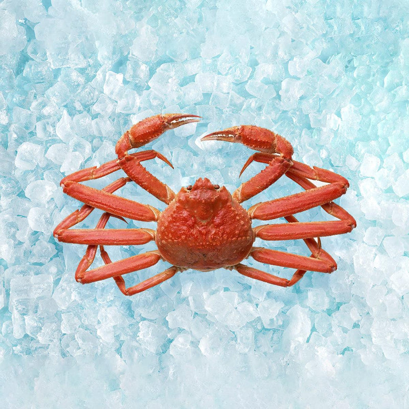 UNITED OCEAN 加拿大急凍熟松葉蟹(楚蟹)  (1pc)