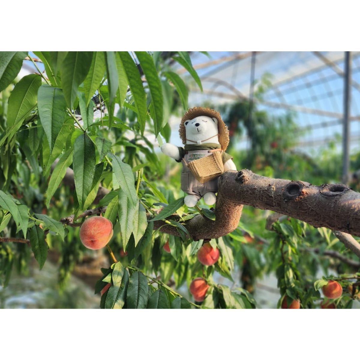 Japan Peach Tasting Workshop (Members Only) - 11 July 2026 (Sat)