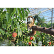 Japan Peach Tasting Workshop (Members Only) - 11 July 2026 (Sat)