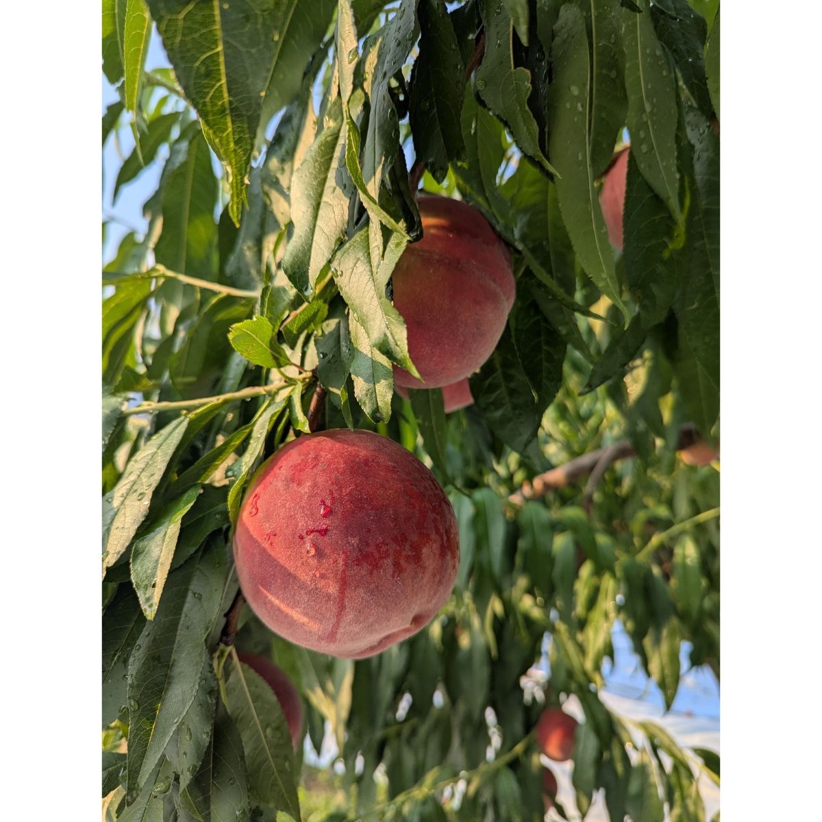 Japan Peach Tasting Workshop (Members Only) - 11 July 2026 (Sat)