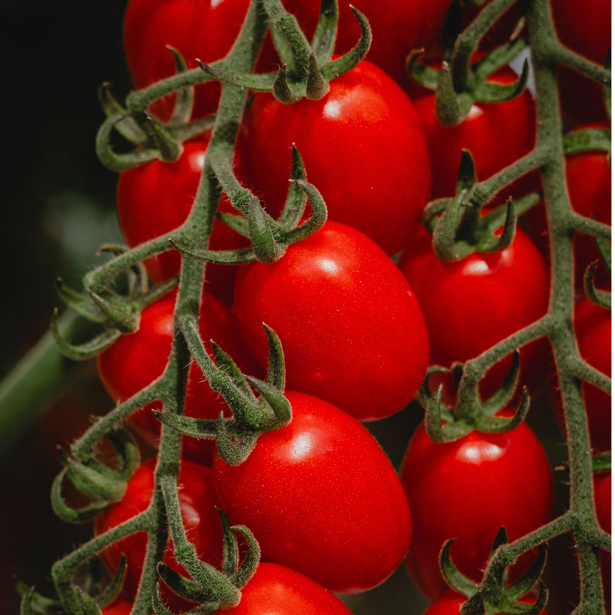 TOMASI Italy Sicilian Red Datterino Vine Cherry Tomato  (250g)