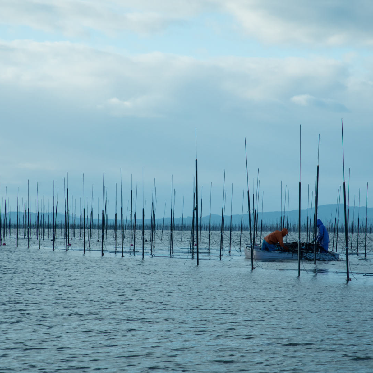 MIKUNIYA | Seaweed Culture Research Institute
