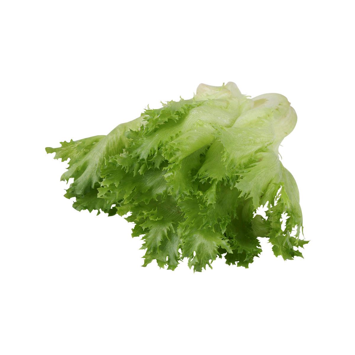 Japanese Hydroponic Pure Veil Lettuce  (1pack)
