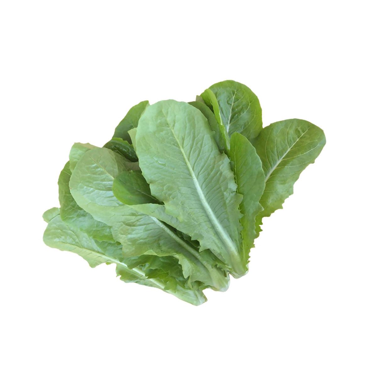Local Romaine Lettuce  (600g)