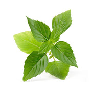 FARMACY Local Thai Basil - Mobile Farm  (1pack)