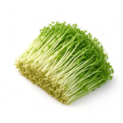 Local Organic Jade Sprouts  (600g)