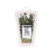 Kenyan Thyme (Pack)  (1pack)
