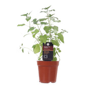 Local Organic Catnip Pot  (1pc)