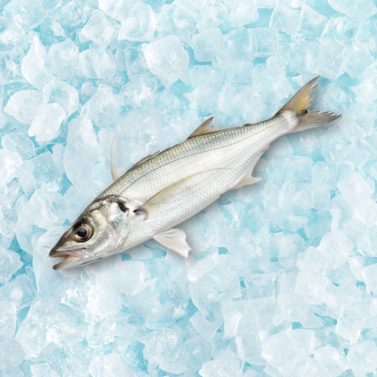 魚類統營處 本地急凍咸鮮馬友魚 (1pc)