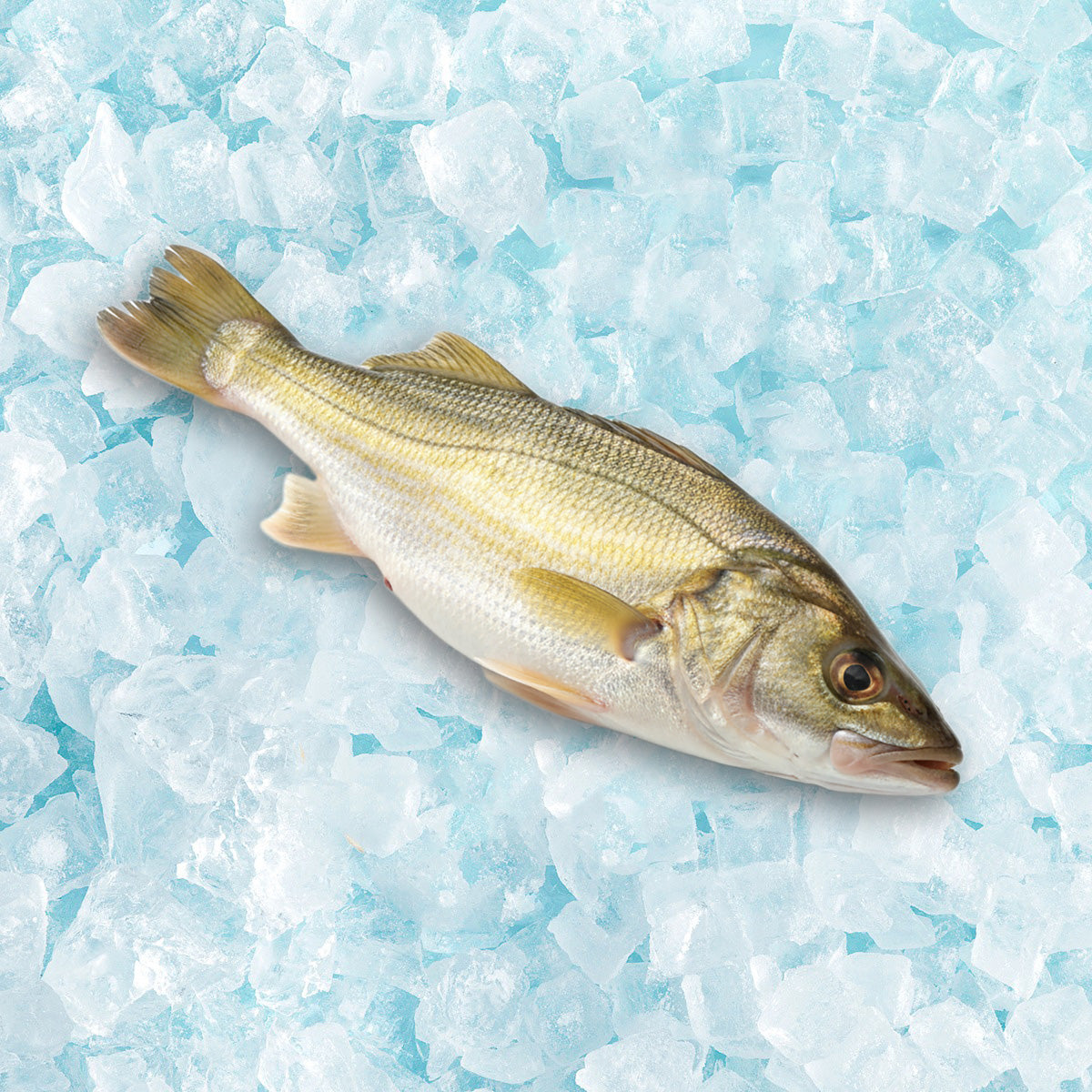 魚類統營處 本地急凍咸鮮黃花魚 (1pc)