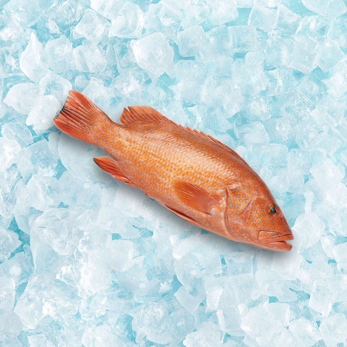 ROYAL BANQUET Vietnamese Frozen Wild Leopard Coral Grouper  (1pc)