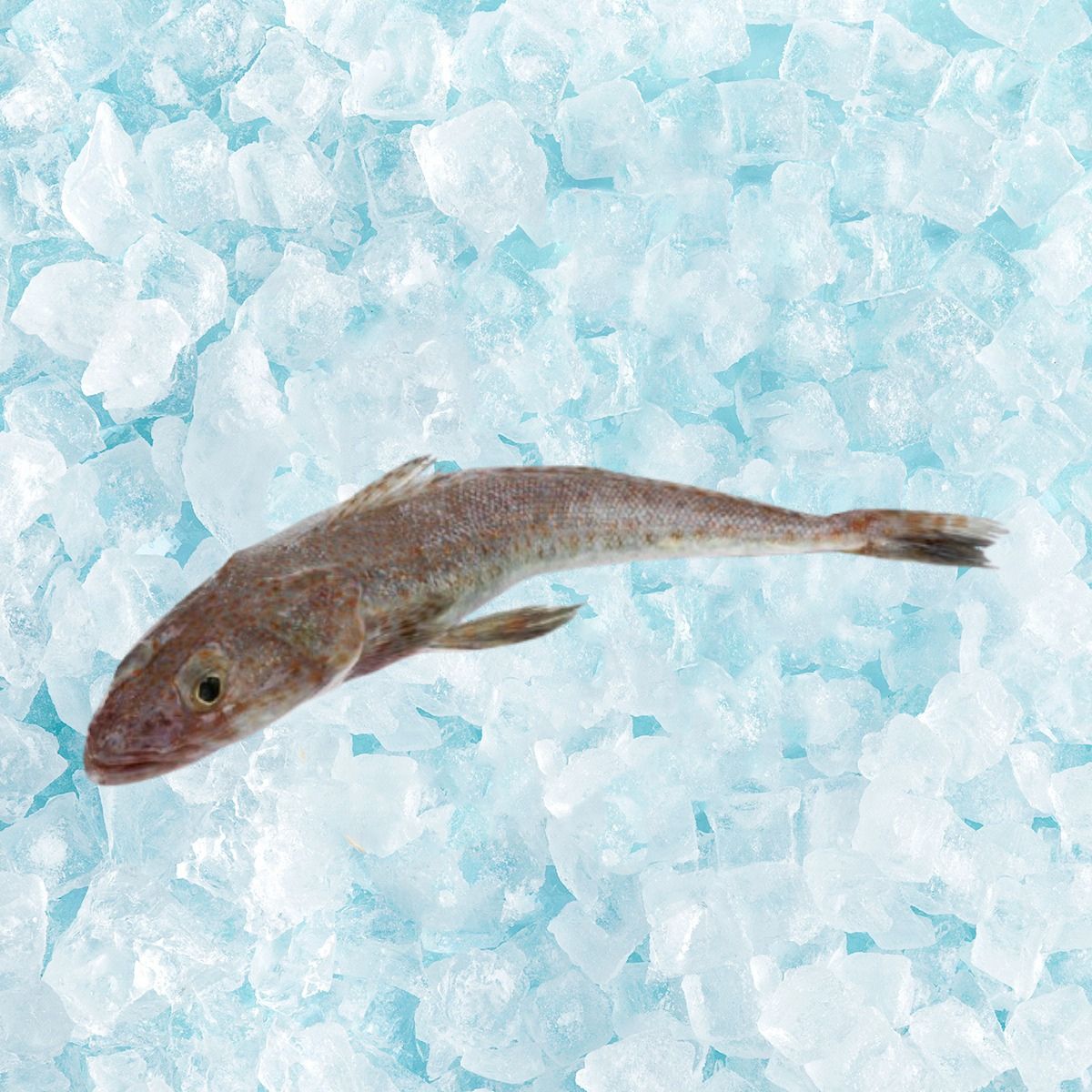 FMO 野生速凍牛鰍魚 (600g)