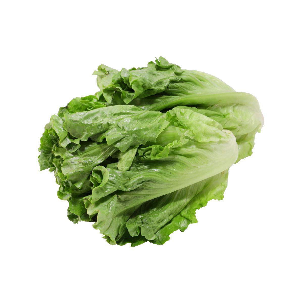 中國雲南生菜苗 (1pack)