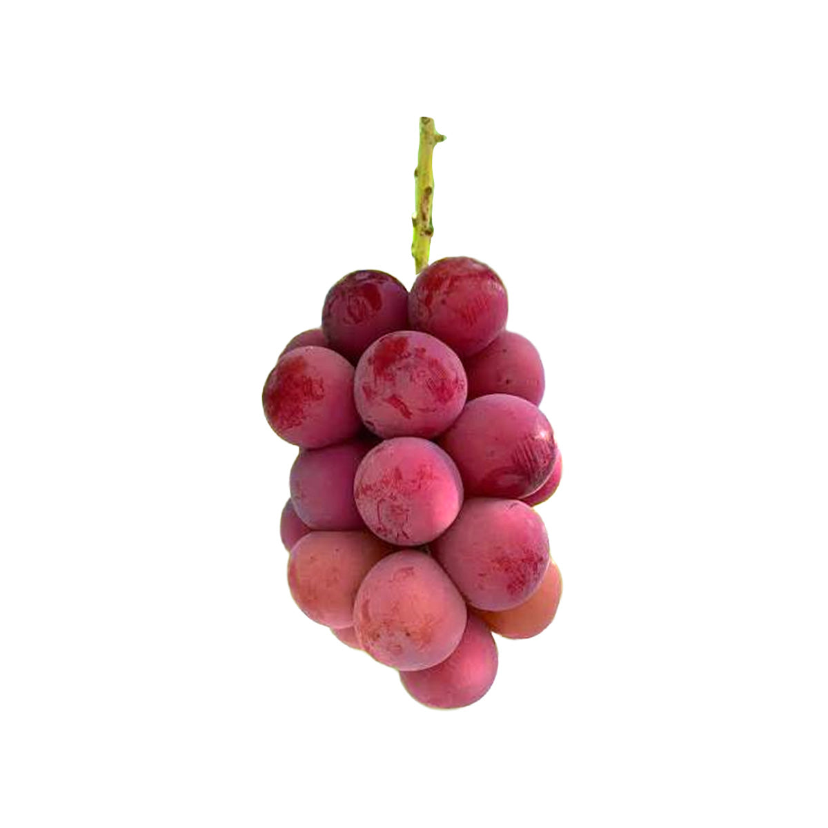 Japan Queen Nina Grape  (600g)