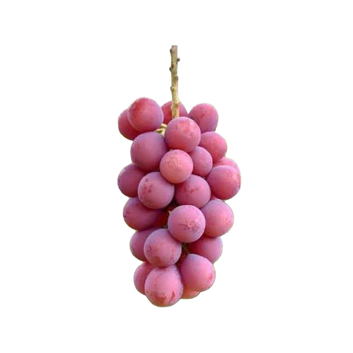 日本山梨縣中村屋玫紅香印提子 (600g)