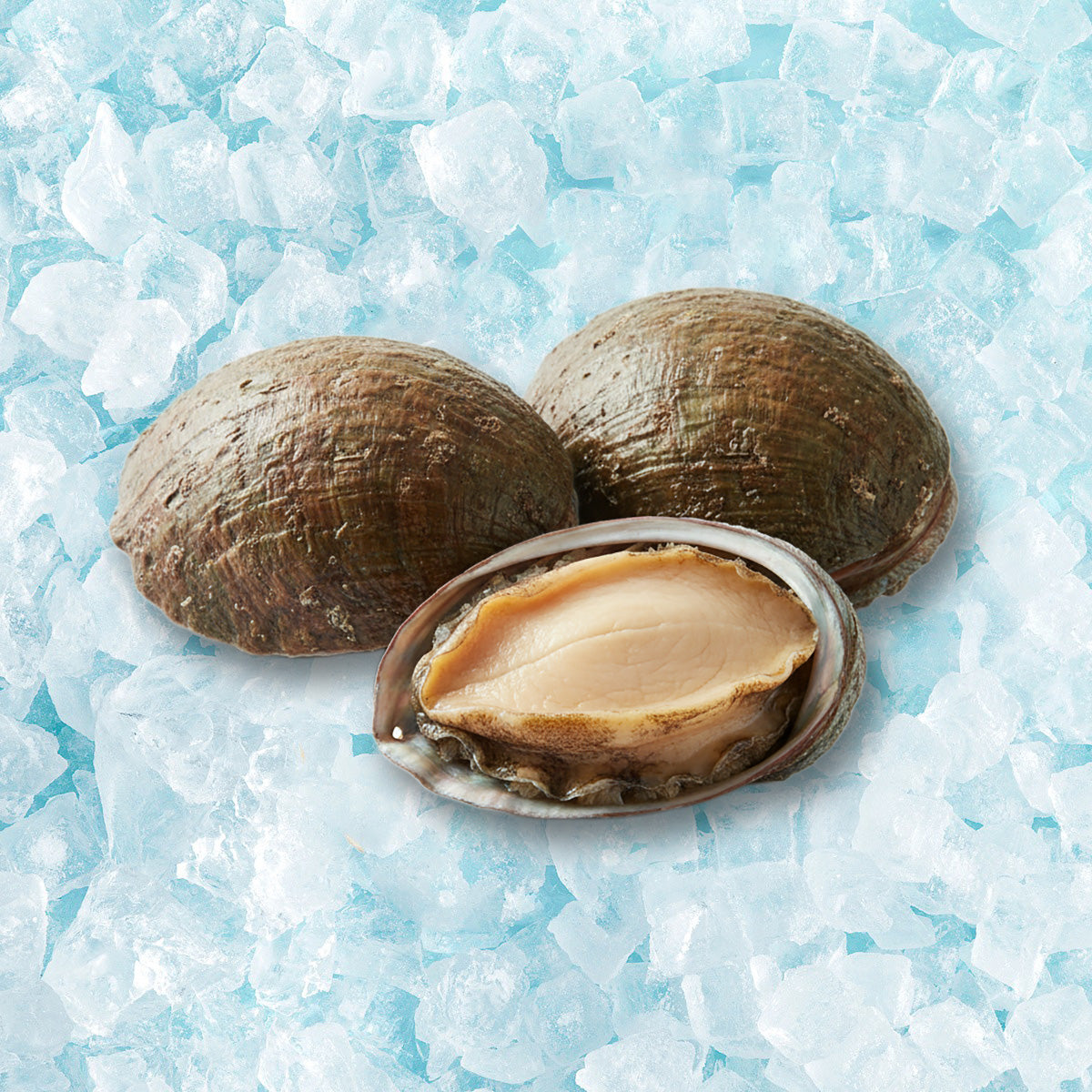 HIGASHISYAKOTAN 北海道蝦夷鮑魚  (300g)