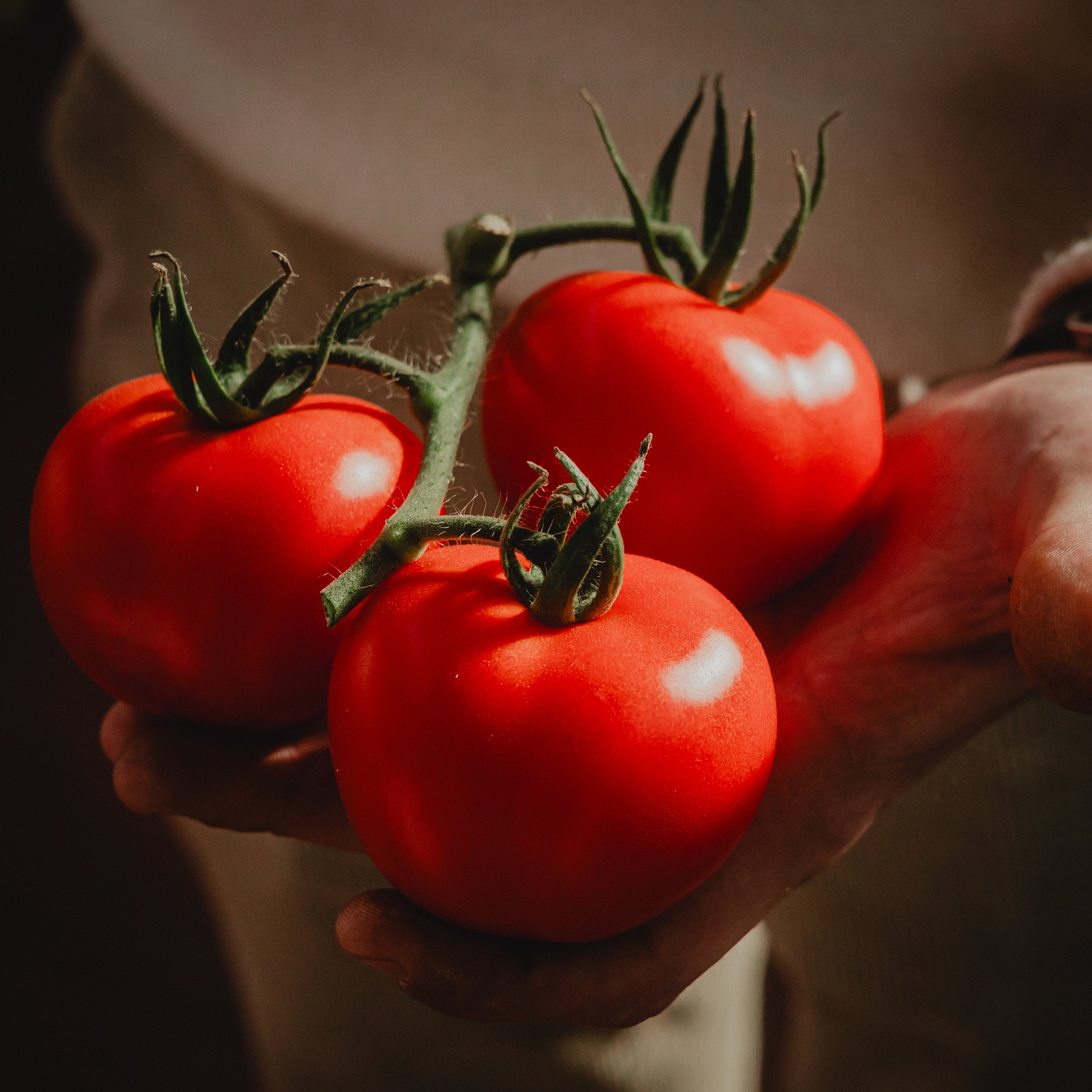TOMASI Italy Sicilian Tomato on the Vine  (600g)