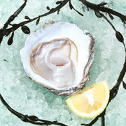 SAINT KERBER French Belon Oyster (TTG)  (1pc)
