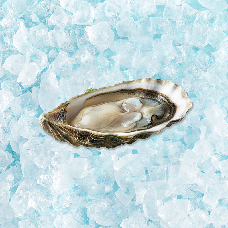 SAINT KERBER French Fine de Claire Oyster (TTG)  (1pc)