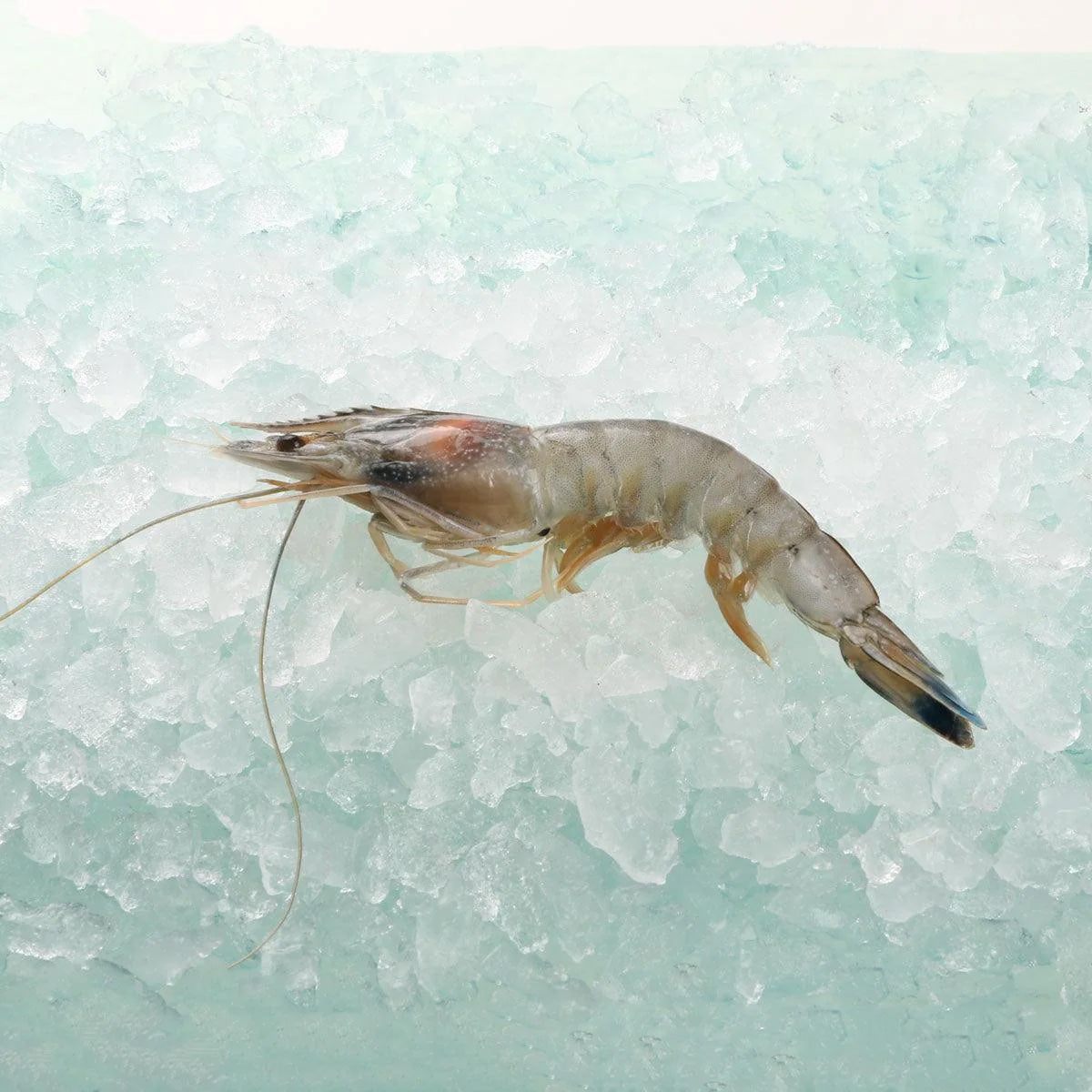 GODAK New Caledonia Angel Prawn (20/30) [Previously Frozen]  (100g)