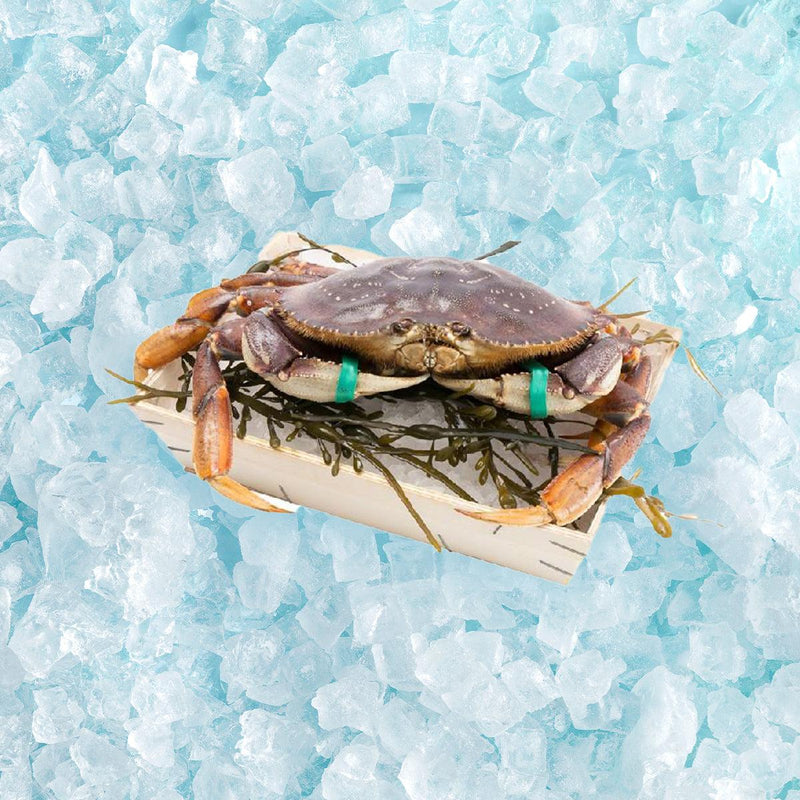 Canadian Live Dungeness Crab (L)  (1pc)