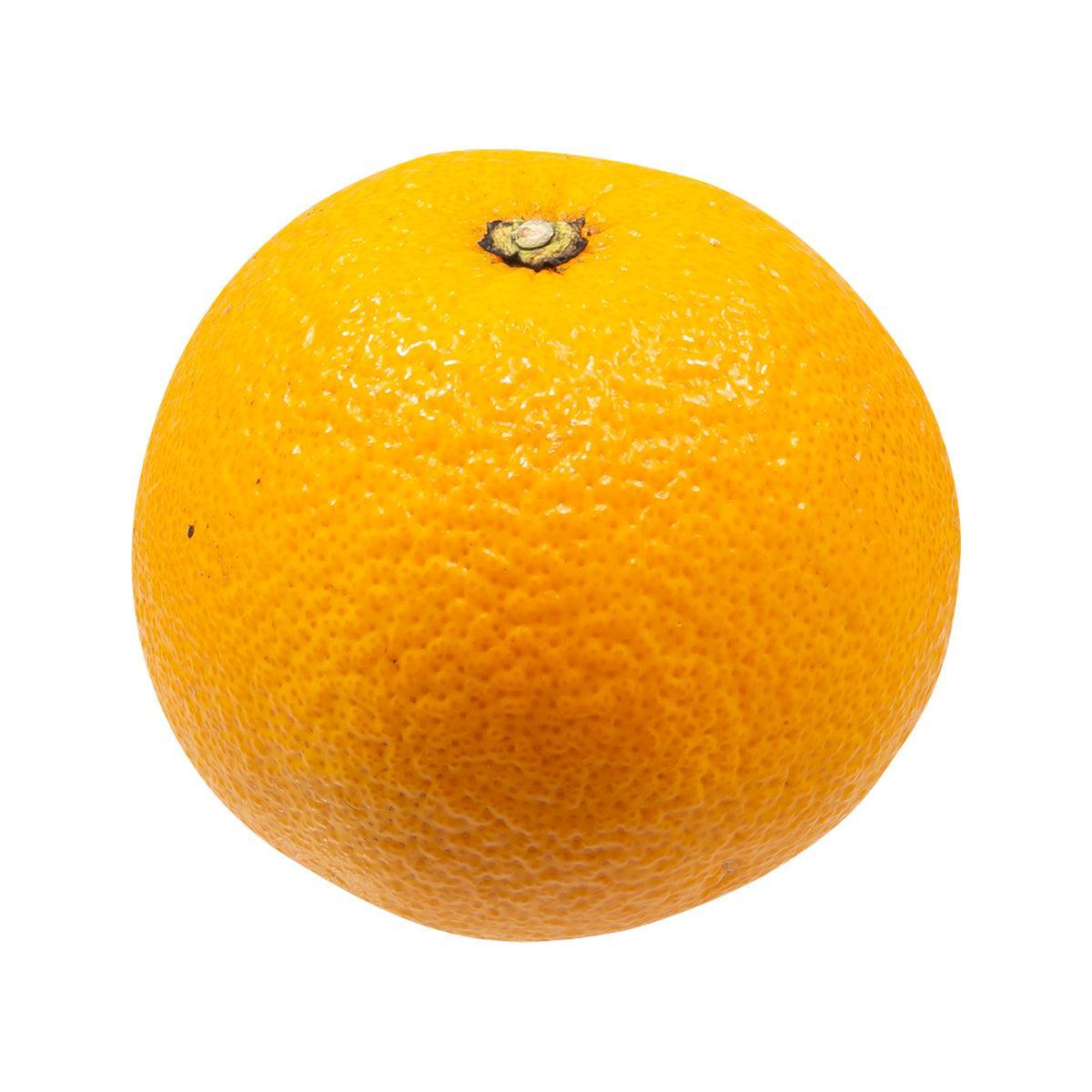 Japanese Kawachibankan Orange  (1pc)