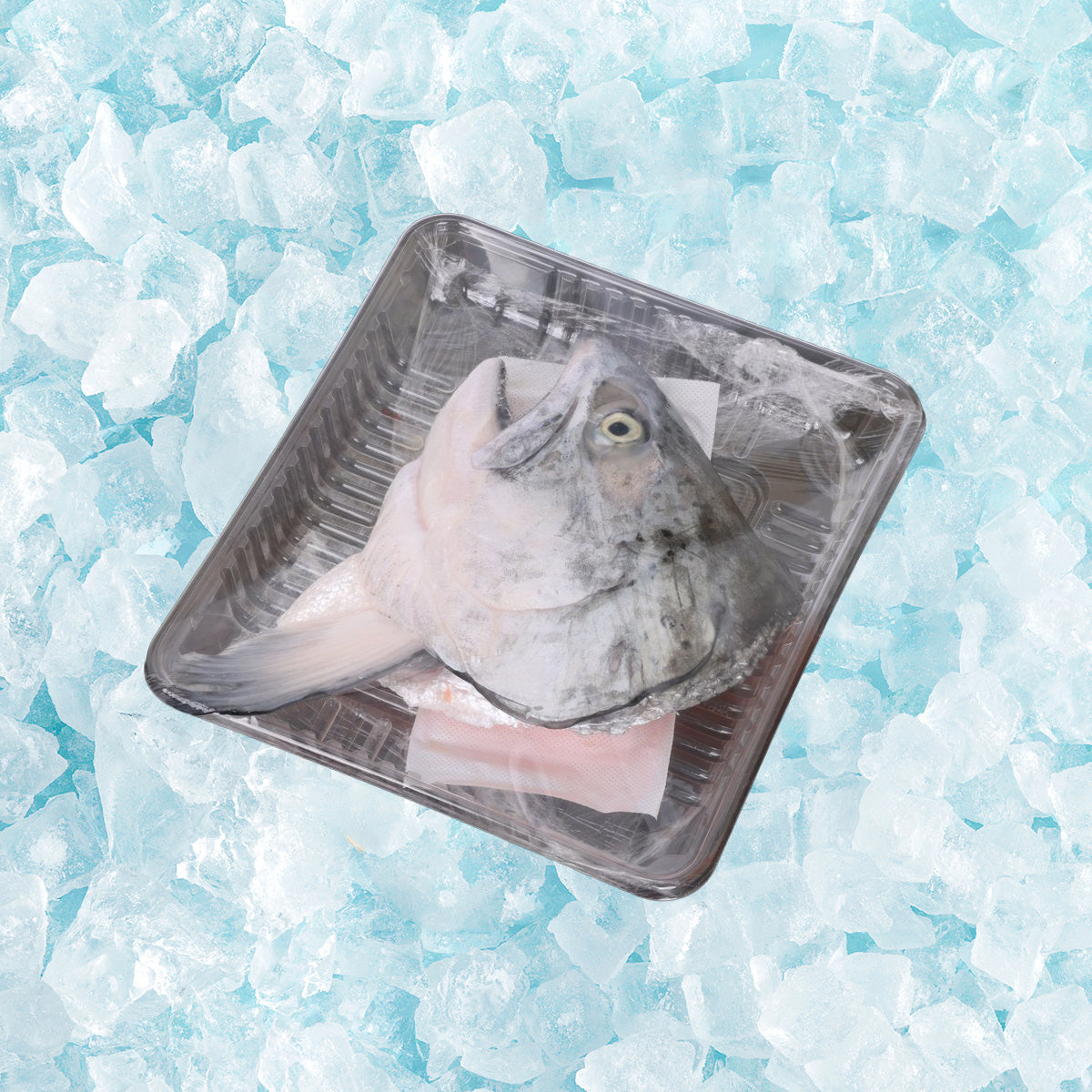 紐西蘭皇帝三文魚頭 (200g)