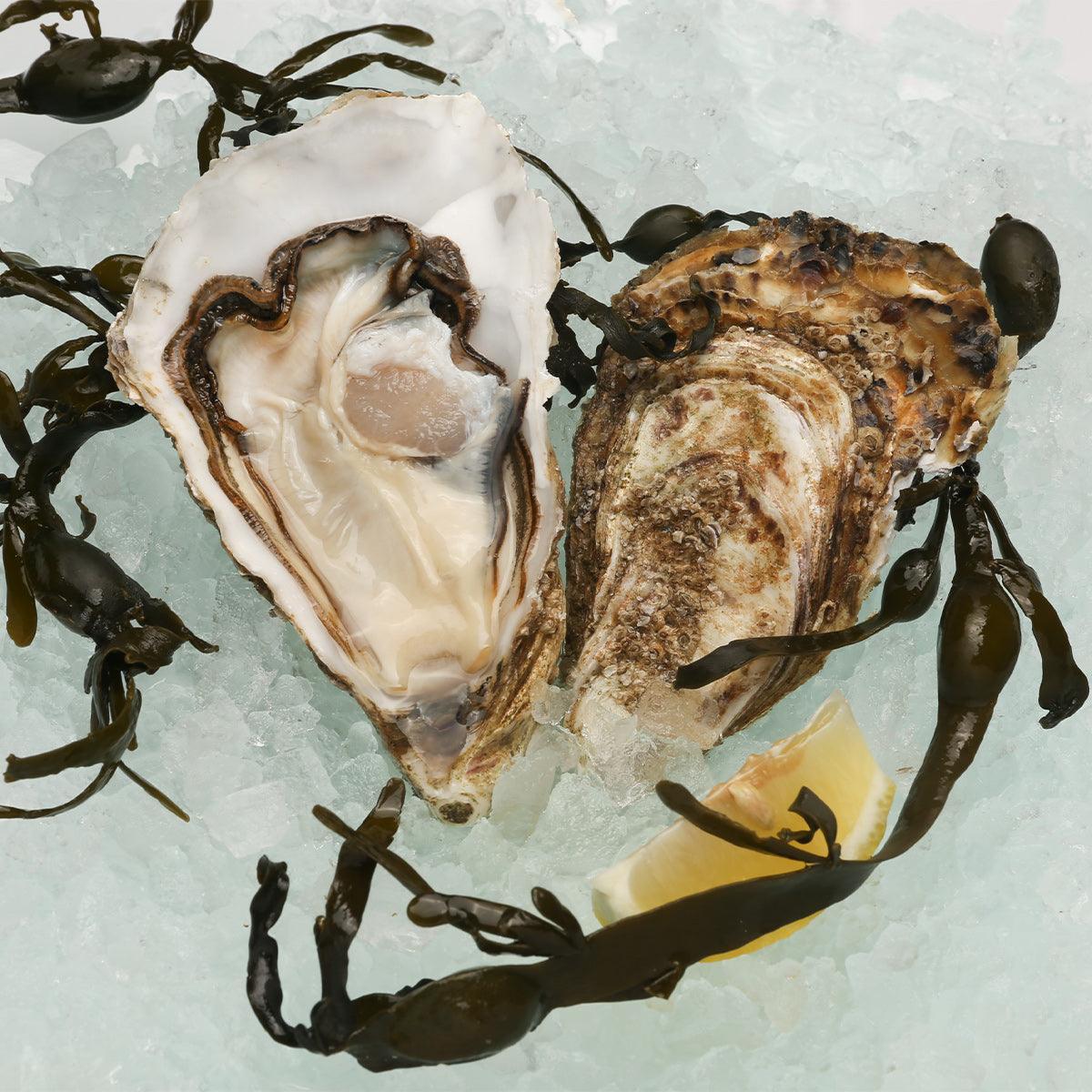 CHIRONFILS French Chiron Speciale Oyster Nr.0 [O.Bar]  (1pc)