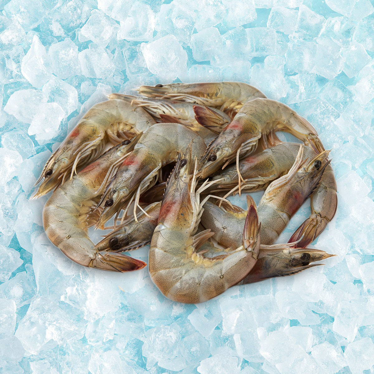OISHII Vietnam Frozen Raw Shrimp Shell On 21/25  (907g)