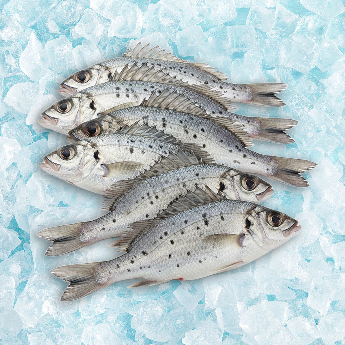 HONG KONG AQUACULTURE Local Frozen Farmed Spinefoot - S  (1pack)