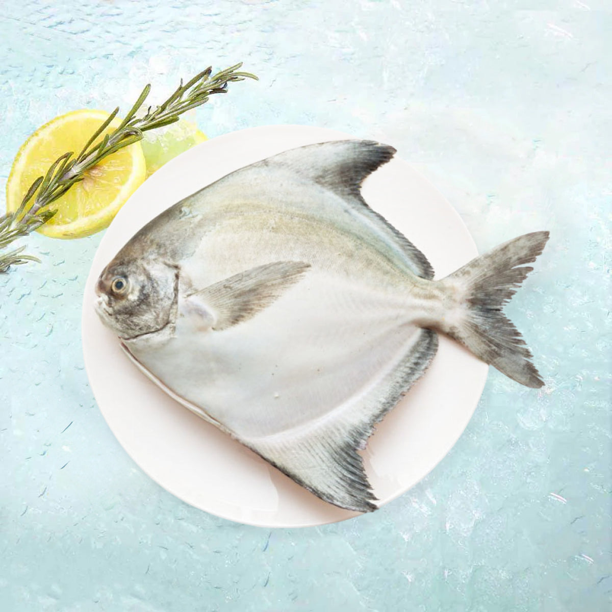 本地野生鷹鯧 (600g)