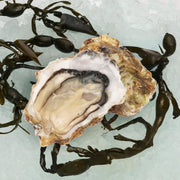 MARUKICHISASAKI Japan Iwate Yukidoke Oyster N.1  (1pc)